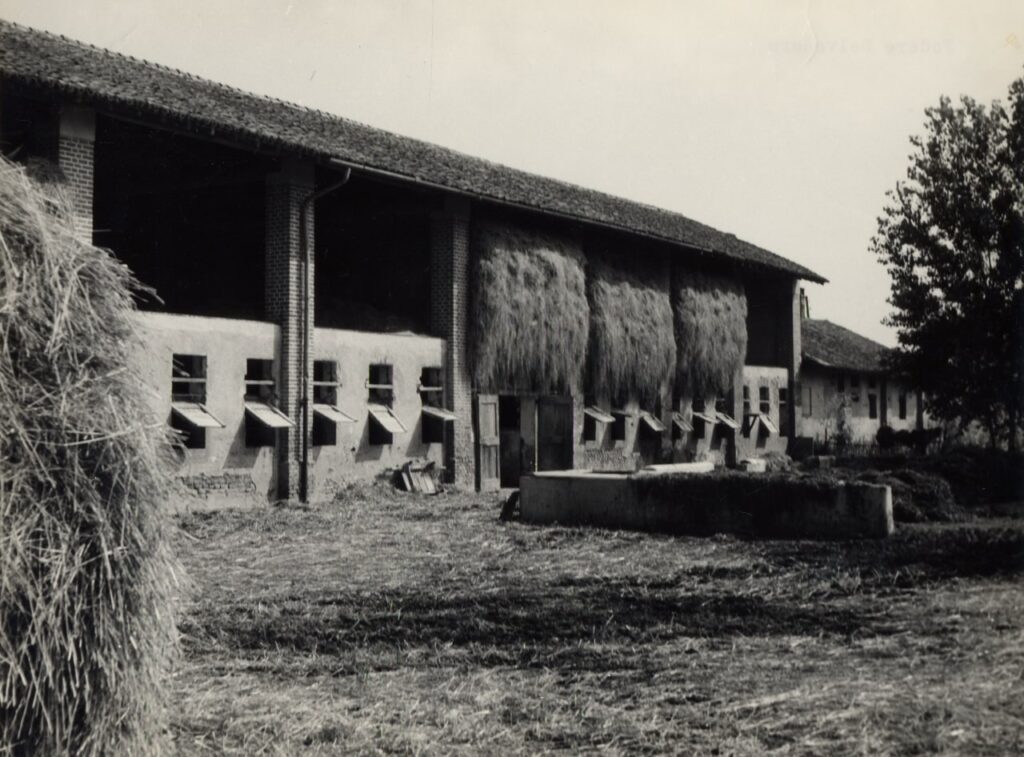 Belvedere, Stallone (foto di Carlo Ciocca, 1953)