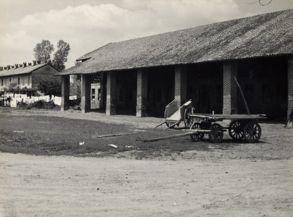 Bonate, Stalla allevamento manze (foto di Carlo Ciocca, 1953)