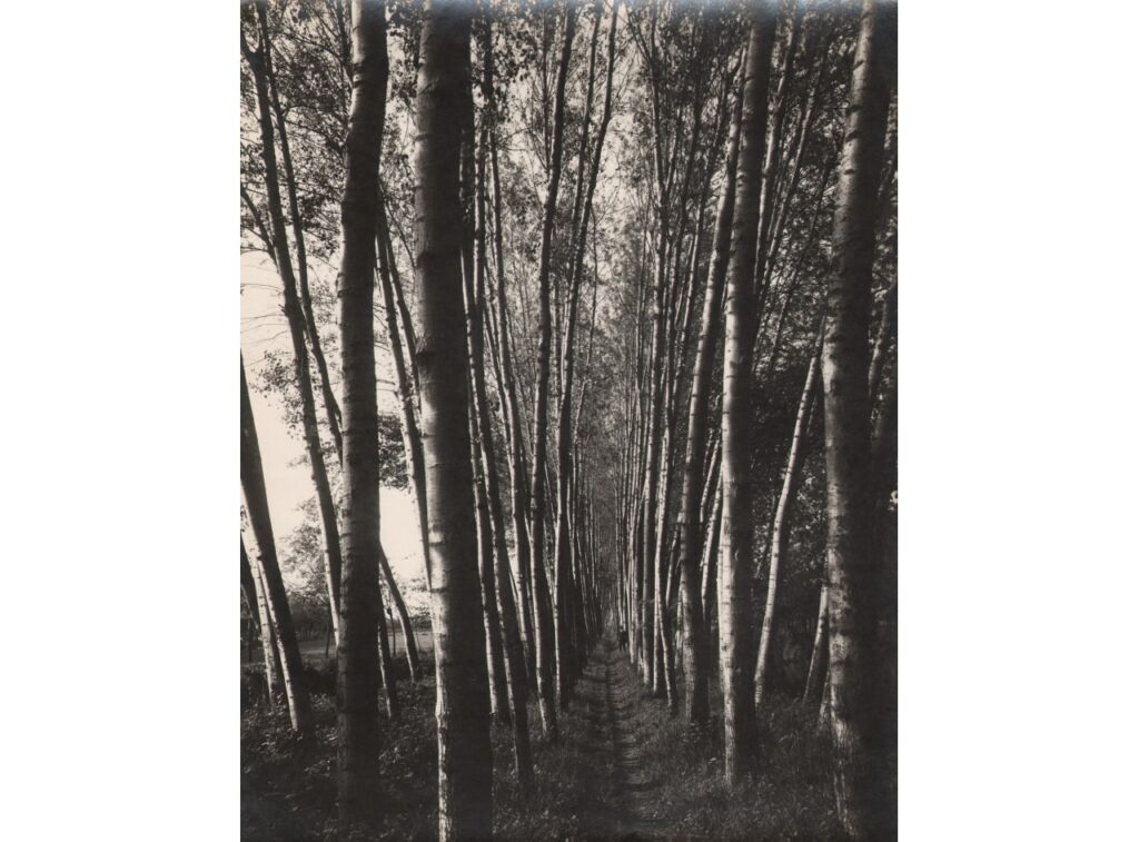 Calvignasco, Pioppeto (foto di Vincenzo Aragozzini, 1934)