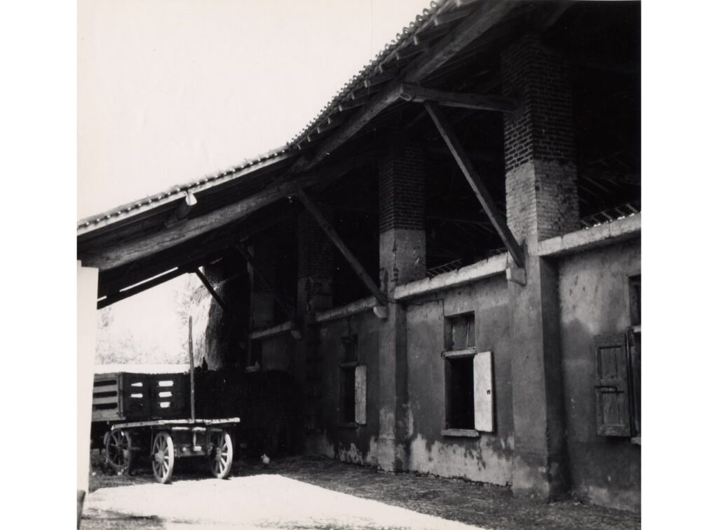 Calvignasco, Stalla allevamento (foto di Carlo Ciocca, 1953)