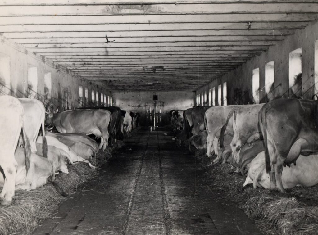 Cascina Maggiore di Gaggiano, Interno dello stallone (foto di Carlo Ciocca, 1953)